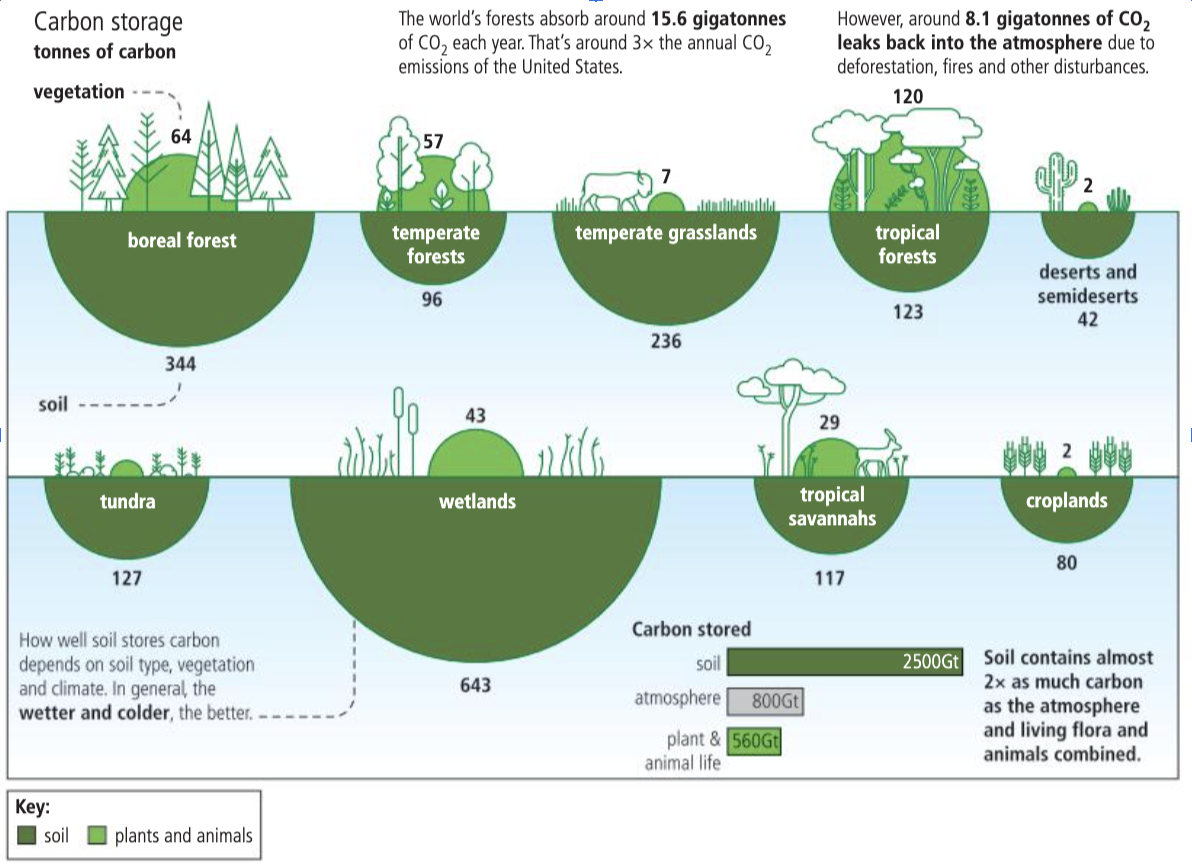 <ul><li><p><span>Wet, colder soil stores carbon better</span></p></li><li><p><span>Plants cannot have greater storage than soil</span></p></li></ul><p></p>