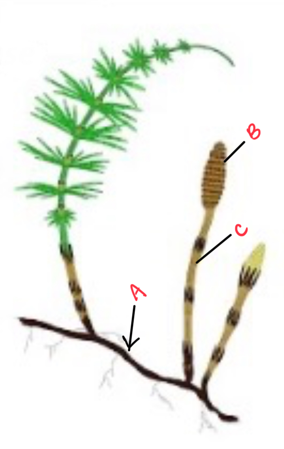 <p>Identify the organism and the structures depicted</p>