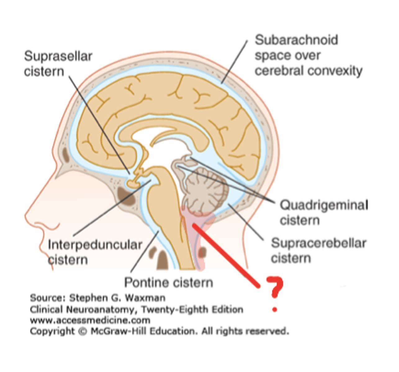 <p>cisterna magna</p>