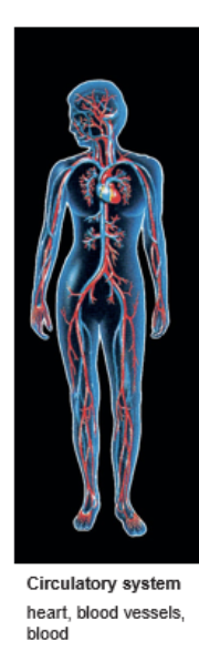 <ul><li><p>heart, blood vessels, and blood</p></li><li><p>Transports nutrients, O2, CO2, waste, electrolytes and hormones throughout the body </p></li></ul><p></p>