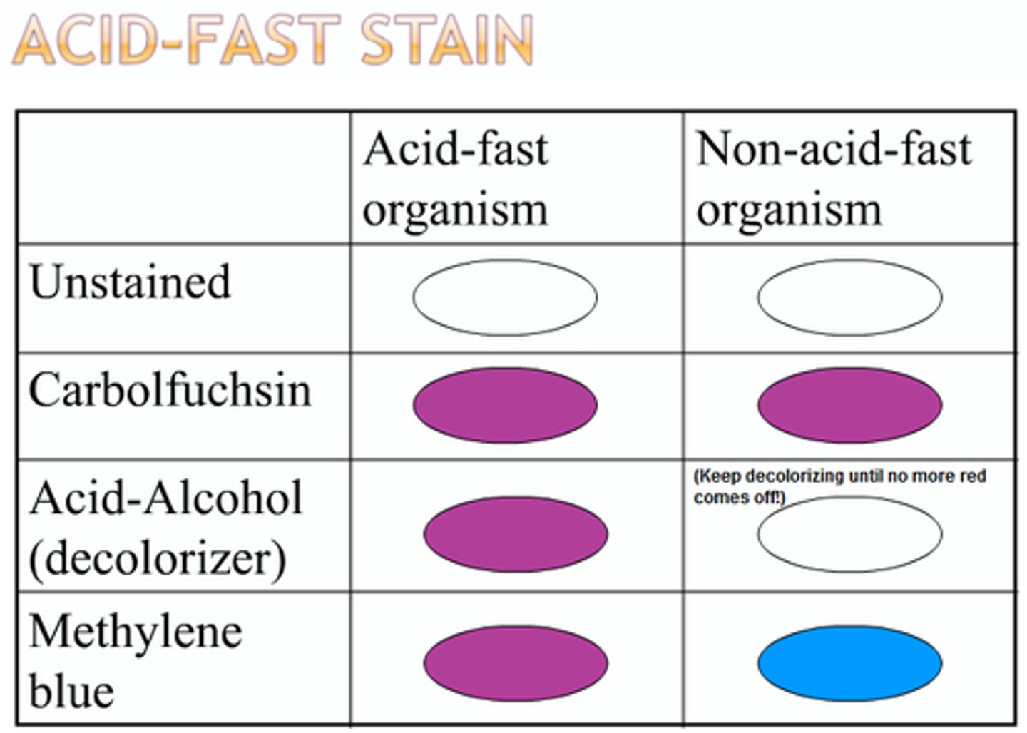 <p>1% hydrochloric acid - presence of mycolic acid in the cell walls (found in mycobacterium)</p>