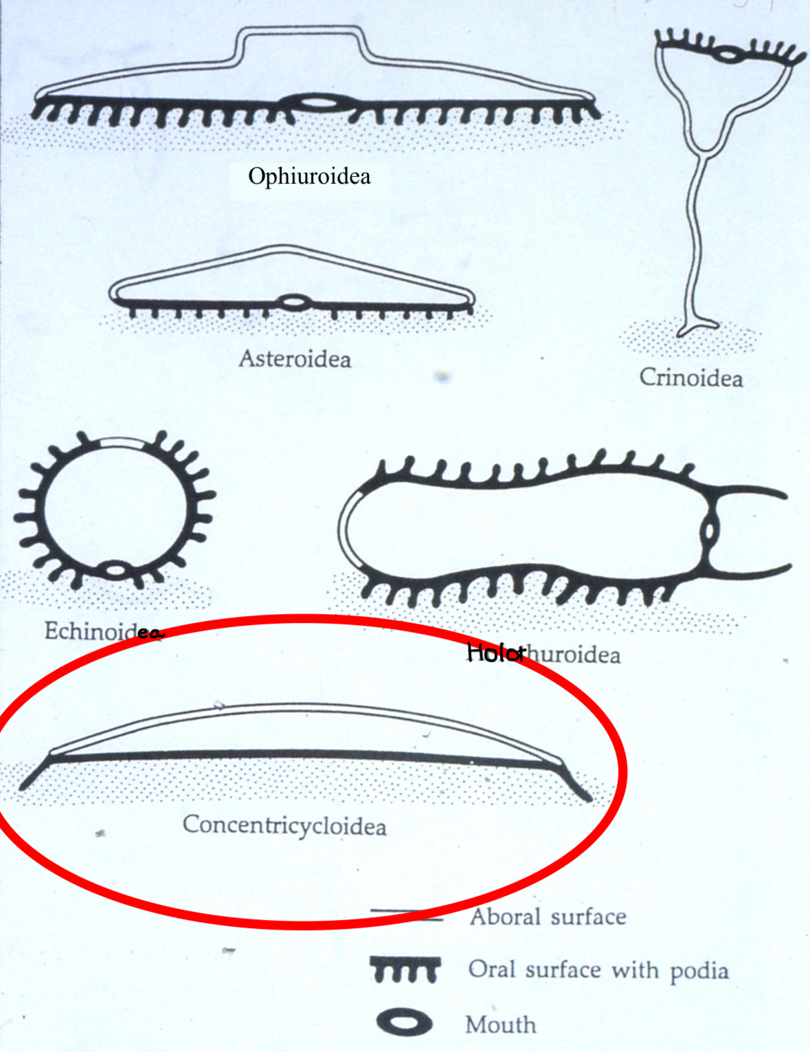 <p>Asteroidea: starfish<br>Concentricycloidea: sea daisies<br>Echinoidea: sea urchines, sand dollars<br>Crinoidea: sea lilies, feather star<br>Holothuroidea: sea cucumbers<br>Ophiuroidea: brittle star, basket star</p>