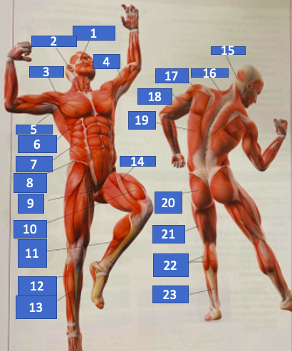 Ihmisen lihakset edestä ja takaa