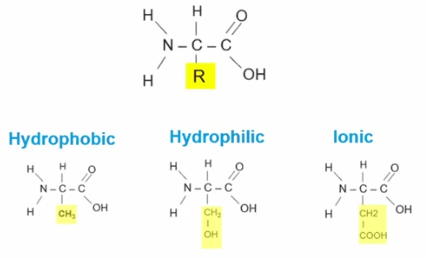 <p>R Group</p>