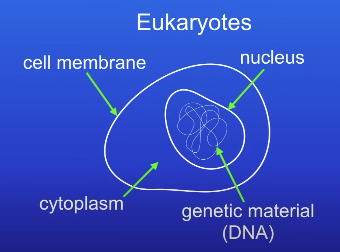<ol><li><p>Cell membrane</p></li><li><p>Cytoplasm</p></li><li><p>Genetic material enclosed in a nucleus</p></li></ol>