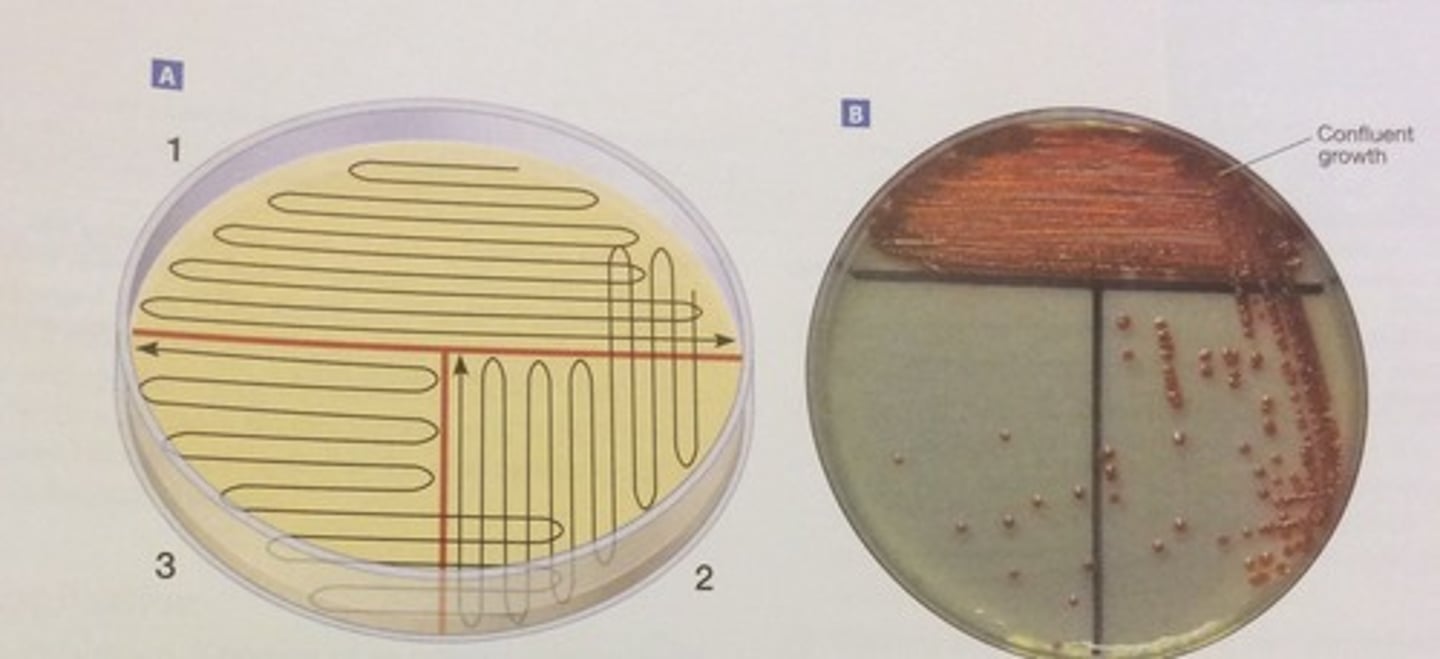 <p>Transferring of cultures in liquid media and streak plating</p>