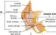 <p>Tympanum easily visualized</p><p>Evaluate for masses, mites, polyps</p><p></p>