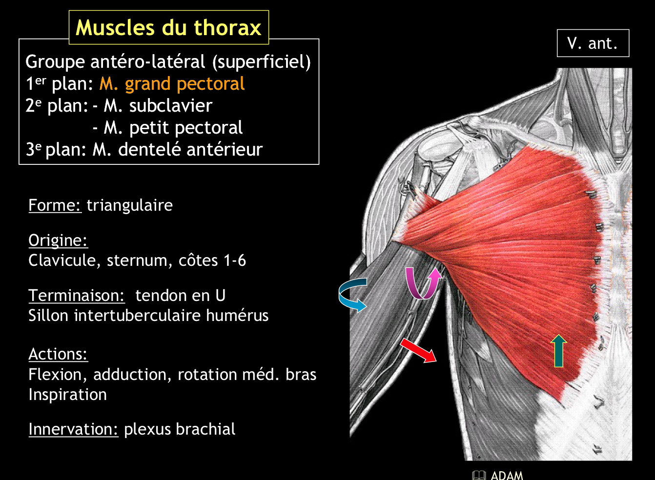 <p>Quatre muscles répartis sur trois plans :</p><p style="text-align: start">• 1er plan : grand pectoral</p><p style="text-align: start">• 2e plan : subclavier et petit pectoral</p><p style="text-align: start">• 3e plan : dentelé antérieur</p>