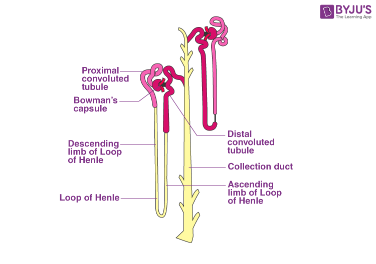 <p>Glomerulus </p><p>Bowmans capsule </p><p>Proximal convoluted tubule </p><p>Loop of Henley</p><p>Distil convoluted tubule </p><p>Collecting duct </p>
