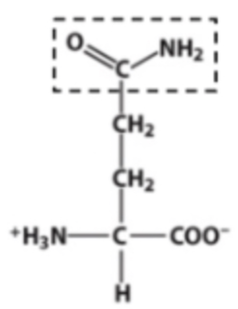 <p>Identify the functional group within the box</p>