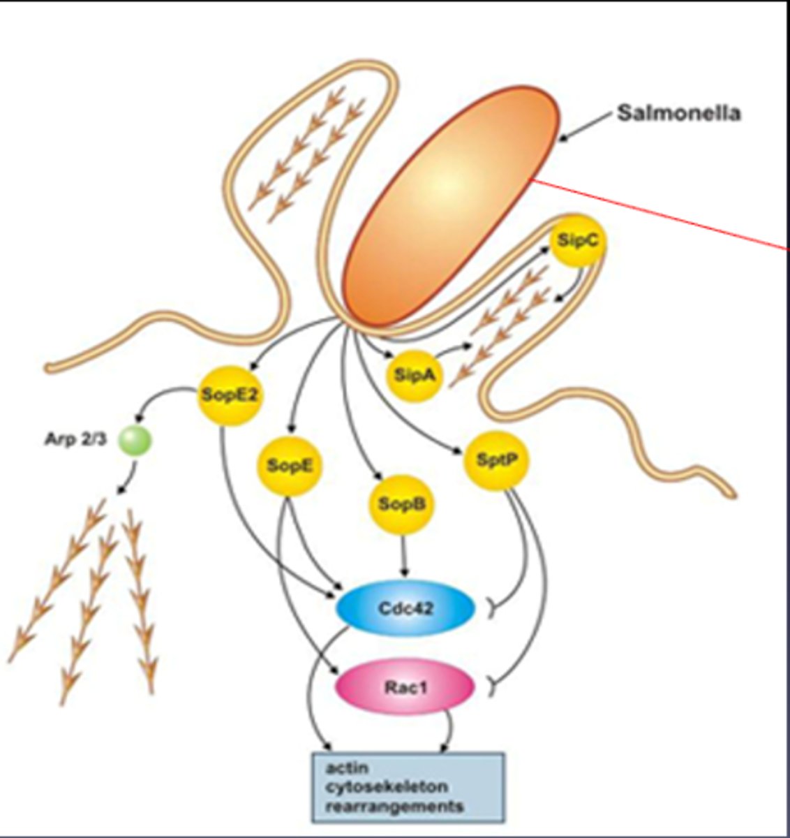 <p>-Induces cytoskeletal changes in host epithelial cells</p><p>-Cause polymerisation of actin leading to membrane ruffling thus allowing cell invasion causing inflammation</p>