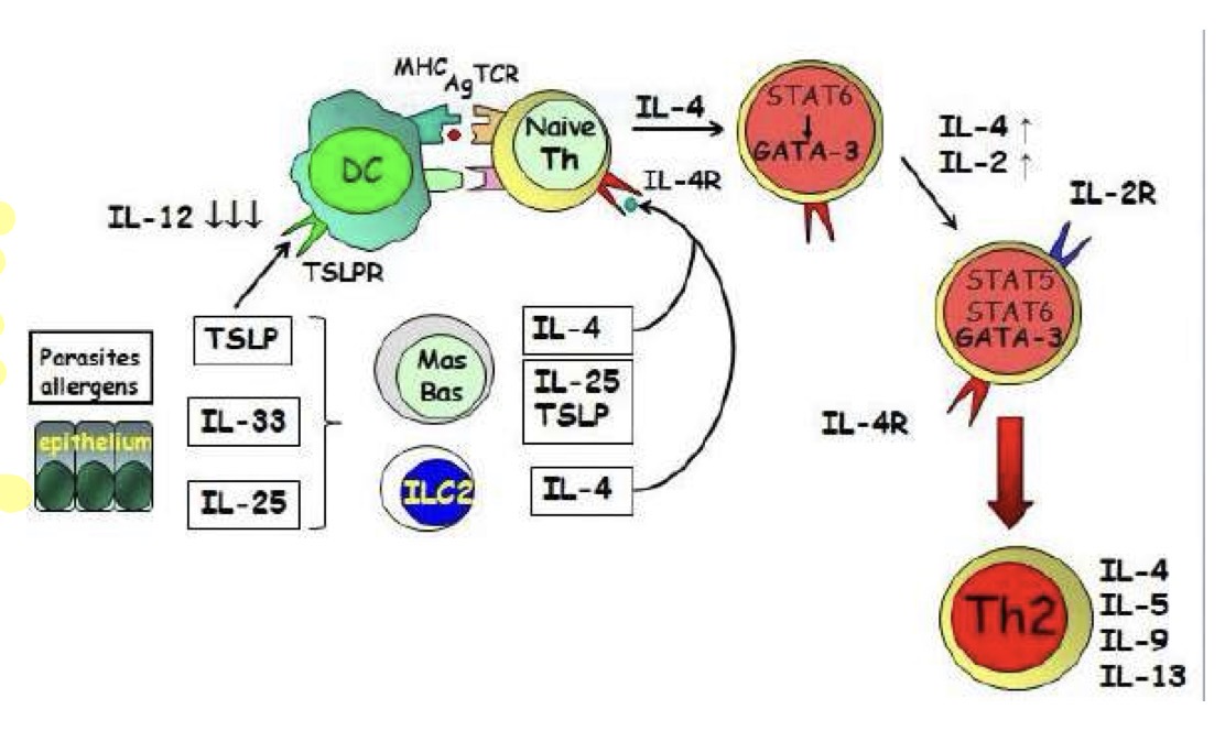 <p>In risposta ai parassiti extracellulari o agli allergeni che arrivano sulle cellule epiteliali queste producono allarmine (citochine) che sono TSLP, IL33, IL25. TSLP vanno ad agire sugli APC riducendo la loro capacità di produrre IL12, in generale le allarmine agiscono su mastociti e basofili facendo produrre IL4, IL25, TSLP.</p><p>IL4 va ad attivare le cellule T naive che attivano STAT6 che fosforilato trasoloca nel nucleo del dove ha come target GATA3 che va ad attivare i geni per IL4 che stabilizza STAT6 e IL2 che stabilizza STAT5.</p><p>L’associazione dei due STAT stabilizza GATA6 che attiva i geni per IL4,5,9,13. Ora Th2 è stabile.</p>