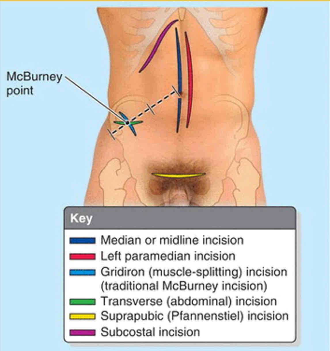 <p>External Obliques</p>