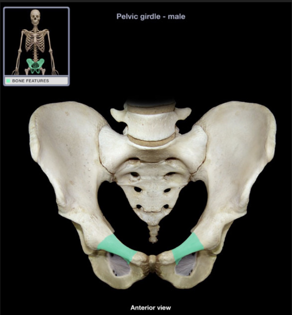 <p><span style="font-family: Arial, sans-serif; color: rgb(45, 59, 69)">flattened superior border of the obturator foramen</span></p>