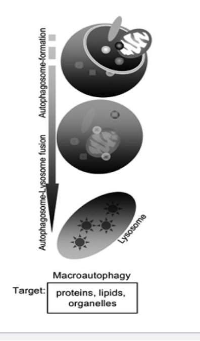 <ul><li><p>delivers cytoplasmic cargo to the lysosome through <strong>autophagosome</strong> (double membrane bound vesicle)</p></li><li><p>autophagosome fuses with the lysosome to form an <strong>autolysosome</strong></p></li><li><p>could be selective or non selective</p></li><li><p>most important type is macroautophagy → referred to as autophagy</p></li></ul><p></p>