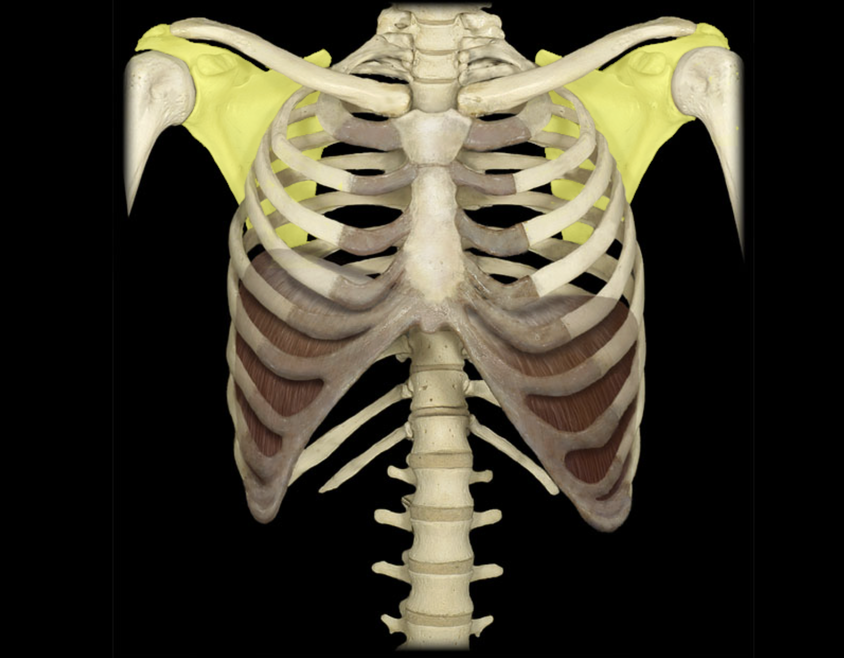 <p>Scapula</p>