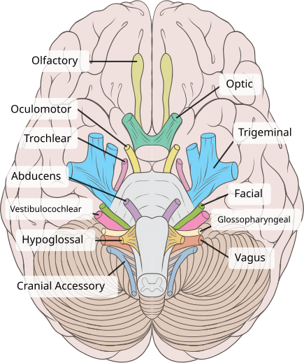 <p>Vestibulocochlear Nerve (CN VIII)</p><p></p>