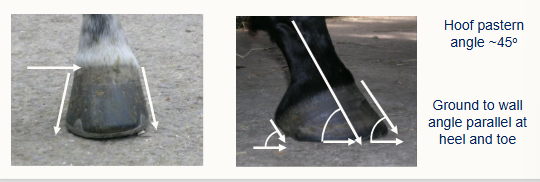 <p>Viewed from the front:</p><ul><li><p>Medio-lateral balance (slope of medial and lateral walls is identical)</p></li></ul><p>Viewed from the side:</p><ul><li><p>hoof pastern angle should be ~45 degrees to the ground</p></li><li><p>ground hoof wall angle parallel at heed and toe</p></li></ul><p></p>