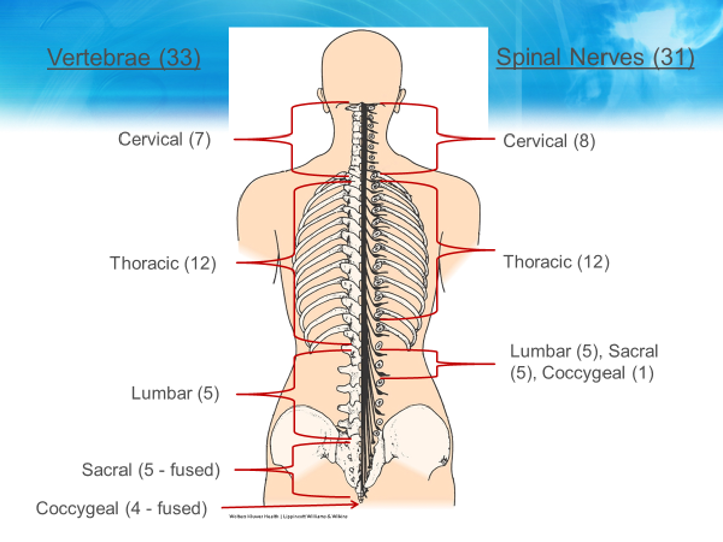 <ul><li><p>7 cervical </p></li><li><p>12 thoracic </p></li><li><p>5 lumbar </p></li><li><p>5 sacral (fused) </p></li><li><p>4 coccygeal (fused) </p></li></ul><p></p>