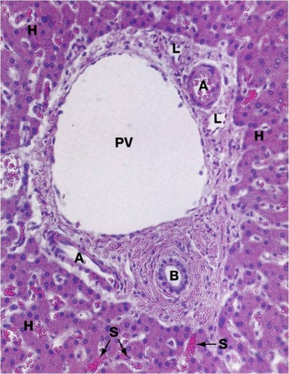 <p>- blood from the digestive tract</p><p>- brings nutrients into the sinusoids</p>