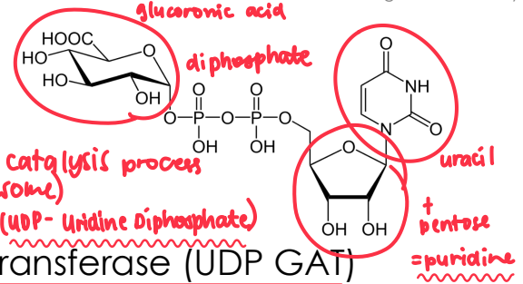<ul><li><p>Cofactor: UDP-glucuronic acid</p></li><li><p>Enzyme: UDP-glucuronosylacyltransferase (UDP GAT)</p></li><li><p>Most common Phase II Process</p></li><li><p>Can result to:</p><ul><li><p>O-glucuronides</p></li><li><p>N-glucuronides</p></li><li><p>S-glucuronides</p></li></ul></li><li><p>Last Phase II Process to develop in neonates</p></li><li><p>Clinical Correlate:</p><ul><li><p>Gray Baby Syndrome (toxicity from chloramphenicol—antibiotic)</p></li><li><p>Hyperbilirubinemia</p></li></ul></li></ul><p></p>