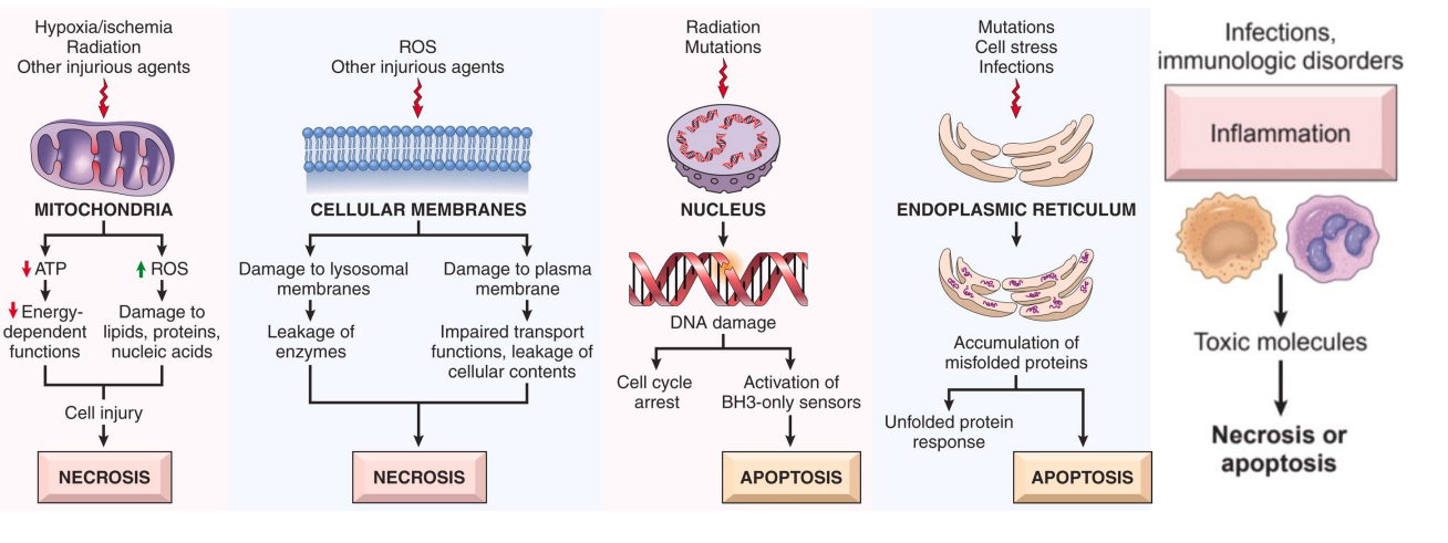<p>DIAGRAM ON SLIDE 31</p><ul><li><p>Ischemic heart Disease: Coagulative necrosis in myocardial infraction</p></li><li><p>Stroke: liquefactive necrosis in brain infarcts</p></li><li><p>Cancer: apoptosis induced by chemotherapy</p></li></ul><p></p>