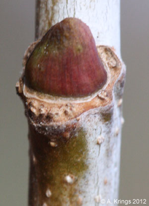 <ul><li><p>rich lowlands / poorly drained soils, street tree, intermediate shade</p></li><li><p>pretty massive &gt;100 ft</p></li><li><p>leaves: palmate, 3-5 lobes, big and wide, big teeth</p></li><li><p>buds: 1 scale cap, cone, too small for scar</p></li><li><p>twigs: zig zag, dark brn / purp</p></li><li><p>bark: green / grey, flakes off in camo design, leaves white / tan</p></li><li><p>repro: small hard nuts</p></li></ul>