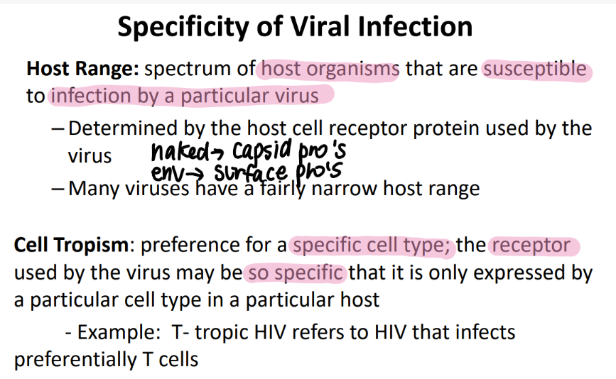 <p>the RANGE of host org’s that a particular virus species INFECTS </p><ul><li><p>determined by HOST cell’s receptor proteins </p></li><li><p>viruses r pretty choosy, so the range is usually small. </p></li></ul>