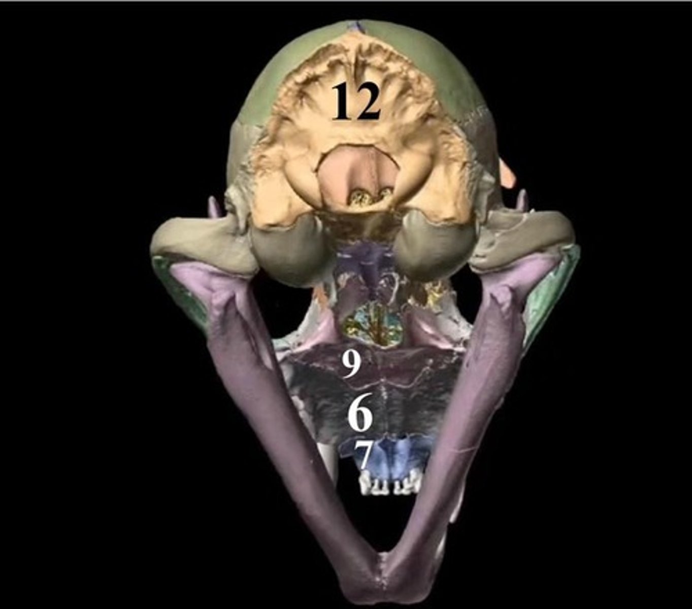 <p>12?</p>
