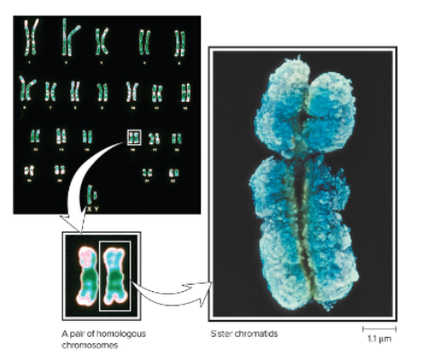 <p>Also called a dyad. This structure contains the two chromosome copies joined together at the centromere.</p>