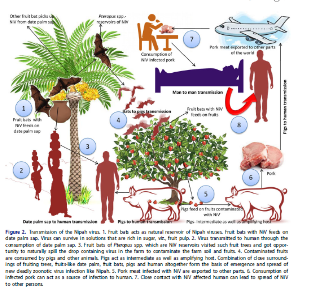 Bats can also contaminate fruit leading to human and pig infection