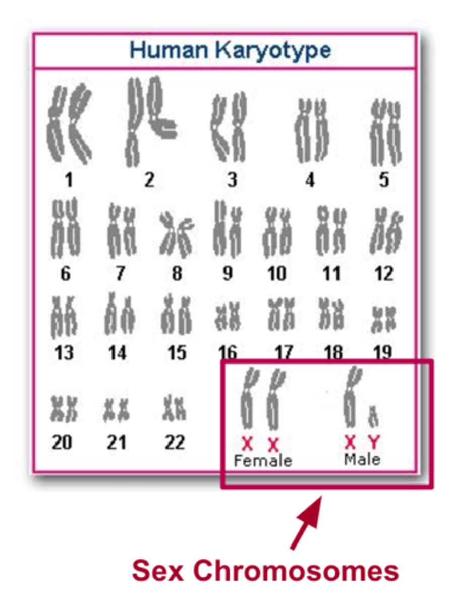 <p>The pair of chromosomes (X & Y) responsible for determining the sex of an individual</p>