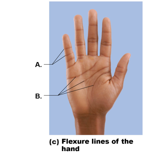 <p>Flexure lines </p>