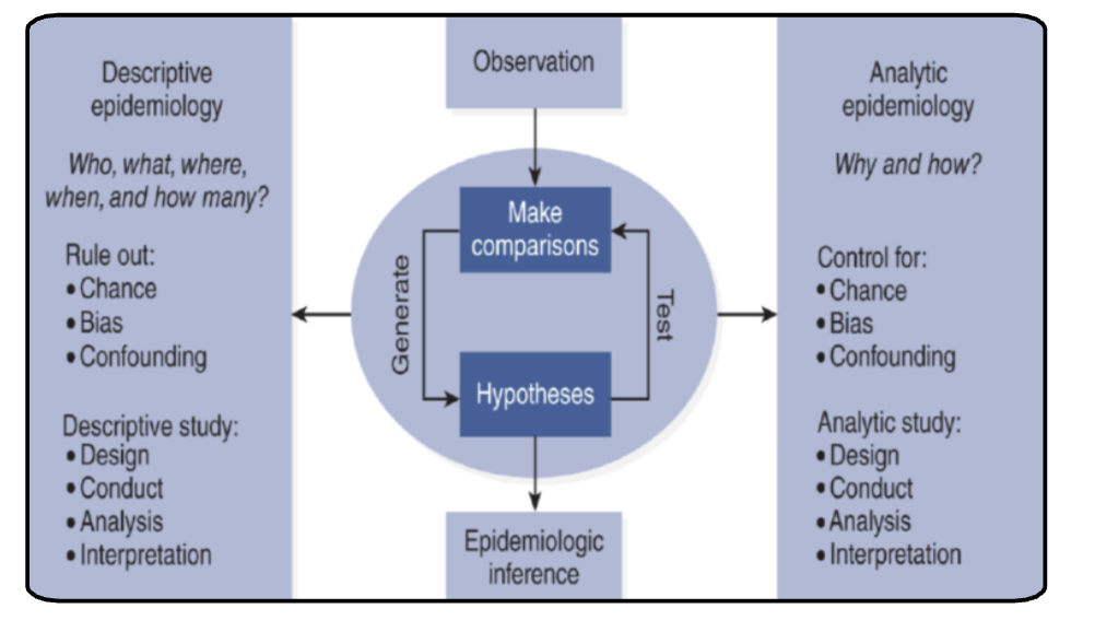 <p>Descriptive</p><ul><li><p>examines disease distrubtuiong by age, gender location and time in a population to identify patterns and generate hypothesis about possible causes</p></li></ul><p>analytic</p><ul><li><p>examines disease causes (determinants) asking why and how by testing hypotneses and making associations between exposures and outcomes using groups for comparison</p></li></ul><p></p>