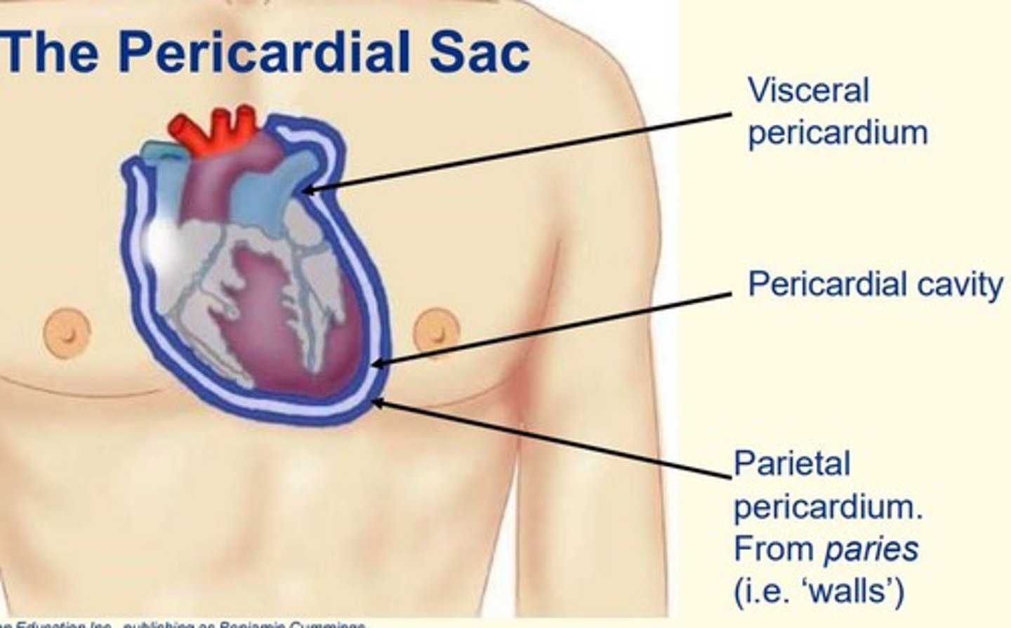 <p>1. Visceral pericardium = inner</p><p>2. Pericardial cavity = middle</p><p>3. Parietal pericardium = outer </p>