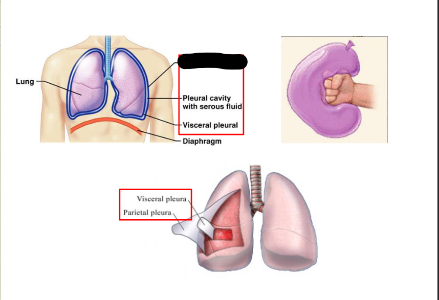 <p>What structure is this within the Pleural Cavity?</p>