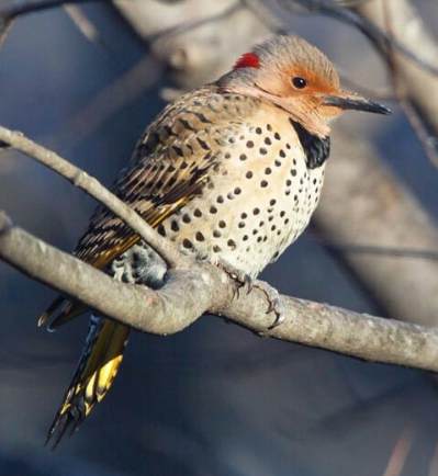 <p><u>Northern Flicker</u>, <em>Colaptes auratus </em>- A medium-sized woodpecker with a brown plumage and a distinctive "flickering" flight pattern, commonly found in open woodlands.<strong> </strong>Both <strong>male </strong>and <strong>female</strong> can be red or yellow shafted (red or yellow on shaft of wings and tail). Yellow-shafted <strong>females </strong>lack the black mustache mark of males. </p>