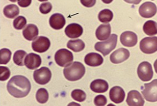 <p>what cells are these?</p>