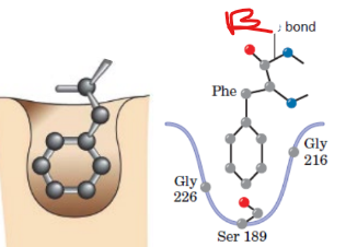 <p>what type of binding</p>