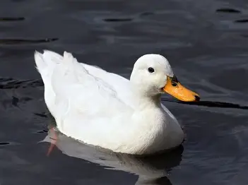 <p>duck</p>