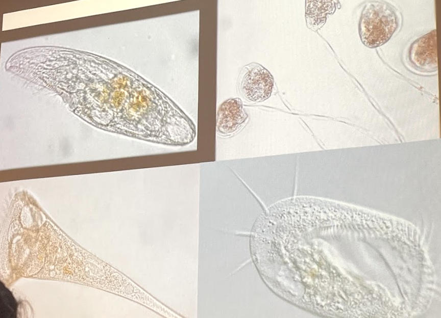 <p>What phylum are these organisms in?</p>