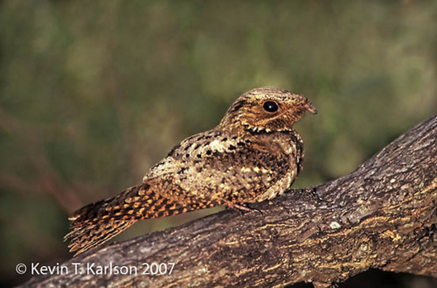 <p>Caprimulgiformes</p><p>Caprimulgidae</p>