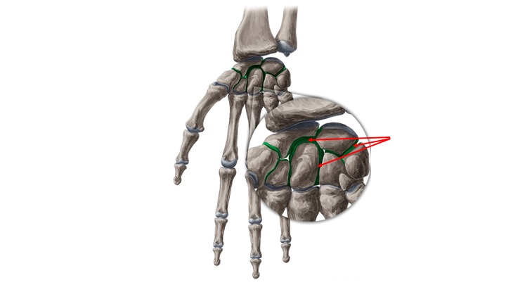<p>Intercarpal</p>