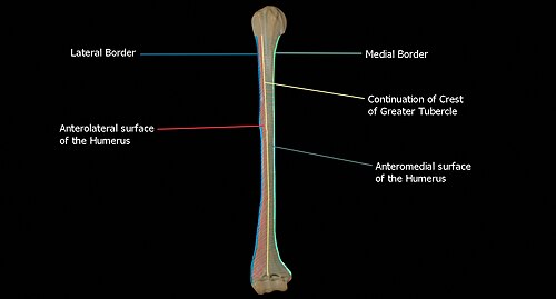 <p>What bone is this?</p>