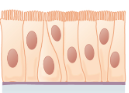 <p>What type of tissue is this?</p>