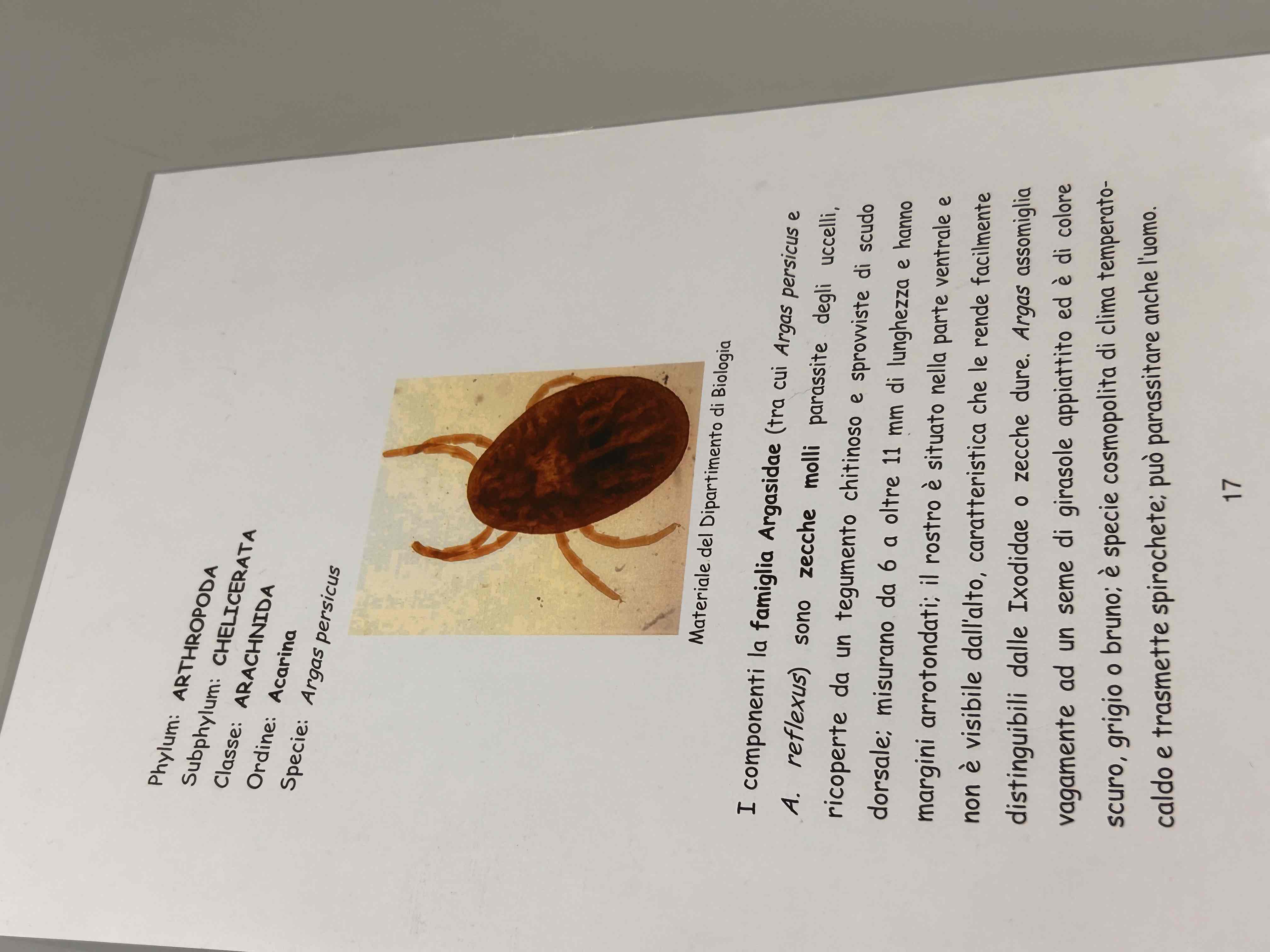 <p>Chelicerati</p><p>Aracnidi</p><p>Areas persicus (microscopio)</p>