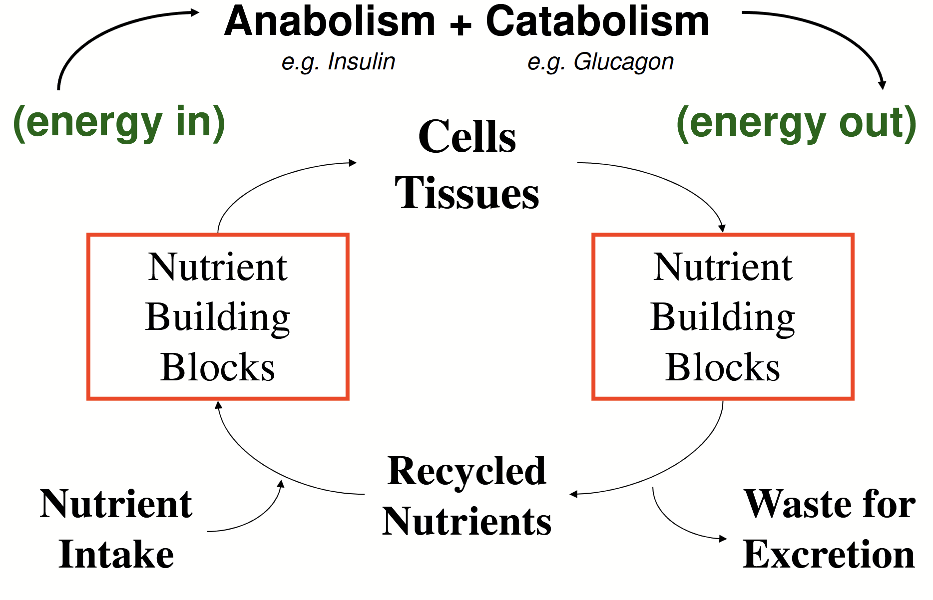 <p>Anabolism (energy in) + Catabolism (energy out). Constantly ongoing, good at recycling nutrients.</p>