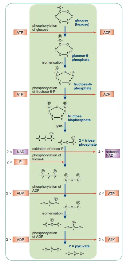 knowt flashcard image