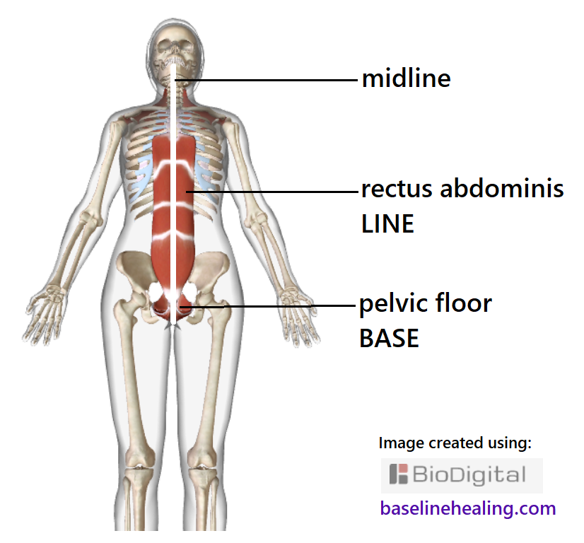 <p>Medial</p>