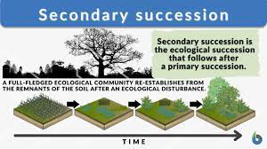 <p>A series of changes that clears and existing community, but leaves the soil intact.</p>